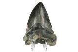 Bargain, Fossil Megalodon Tooth - South Carolina #170332-2